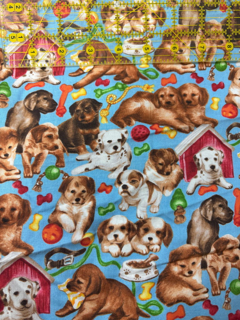Puppies with blue Background